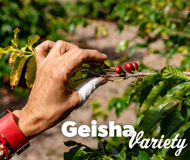 Noteworthy Geisha Variety Blog Image (4)