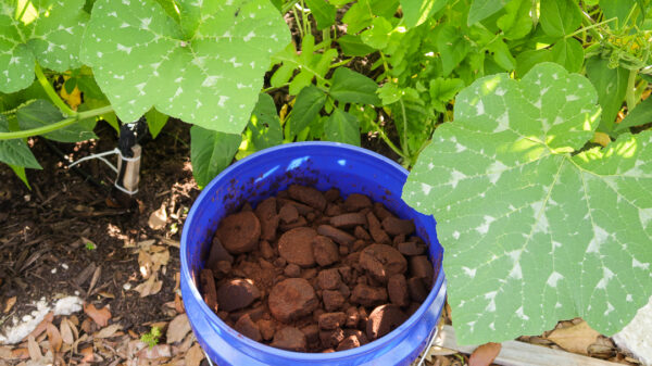 bucket full of used coffee grounds underneath a squash plant leaf