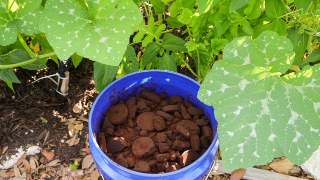 bucket full of used coffee grounds underneath a squash plant leaf