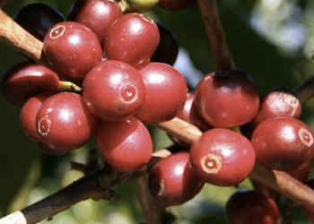 Honduran coffeev